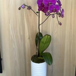 Purple orchid plant in a white ribbed pot