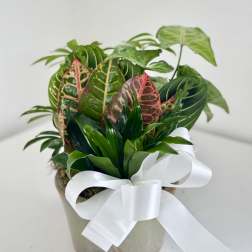 Potted tropical plant with variegated leaves and a white ribbon