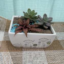 SUCCULENT PLANTER-$35