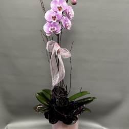 Pink orchid arrangement in a pale pink vase with a ribbon