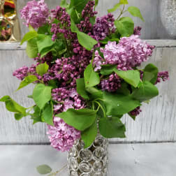 Lilac bouquet in a clear glass vase