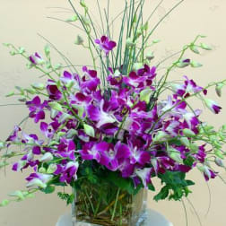 Dendrobium Orchids