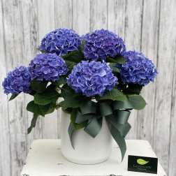 Potted plant with large purple-blue hydrangea blooms in a white container with a green bow.