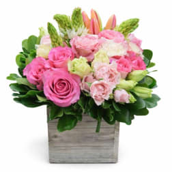 Pink and white roses in a wooden box with green foliage