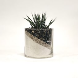 Small succulent in a clear glass container with layered sand and pebbles