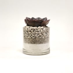 Succulent in a clear glass container filled with layered pebbles and sand