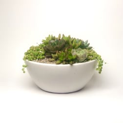 Succulent arrangement in a white bowl planter