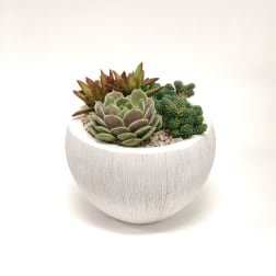 Succulent arrangement in a white round planter