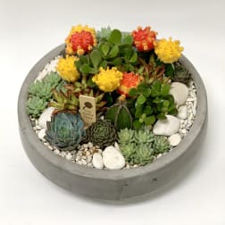 Round concrete planter with assorted succulents and colorful cactus blooms