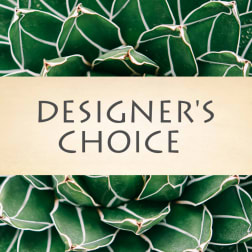 Designer’s Choice sign over a close-up of green succulent leaves