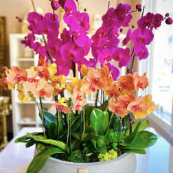 Potted arrangement of pink and orange orchids in a round planter