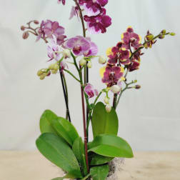 Potted orchid arrangement with magenta and pink blooms