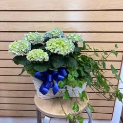Double Basket with a green and hint of blue hydrangea
