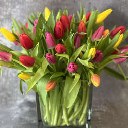 Colorful tulips arranged in a square glass vase