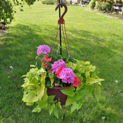Hanging planter with pink and red flowering plants and bright green foliage over a grassy yard