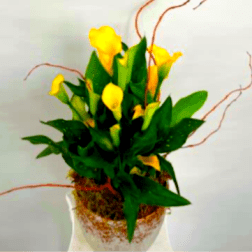 Calla Lily Planter
