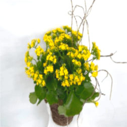 Kalanchoe Bloomer