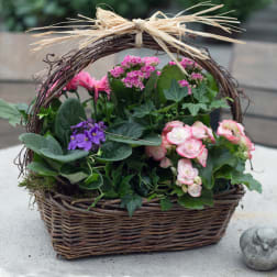 Flowering plants in a wicker basket with a straw bow