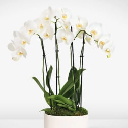 White orchids in a white pot with moss on top