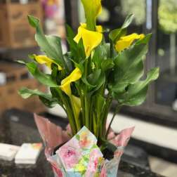 Mini Calla Plant