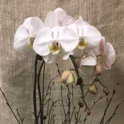 White Orchid- Phalaenopsis 2 spikes