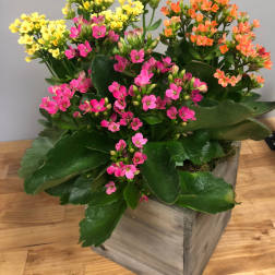 Potted kalanchoe plant with pink, yellow, and orange blooms in a wooden box