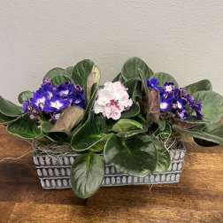 Potted African violets with purple and pink blooms in a rectangular planter