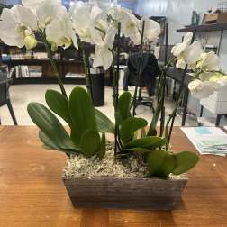 White orchids in a rectangular wooden planter