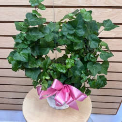 Ivy Plant in 6" Basket