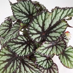 Potted begonia with large silver-striped leaves