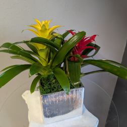 Bromeliads in Silver Square