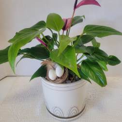 Anthurium Fun