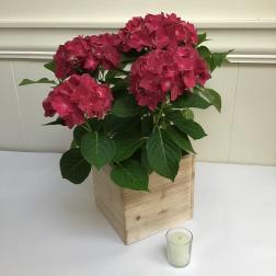 Pink hydrangea plant in a wooden box with a small candle beside it