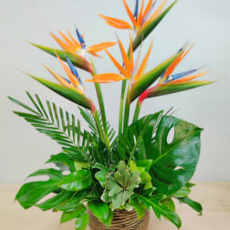 Simple Flight Birds of Paradise