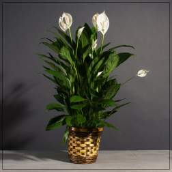 White peace lilies in a woven basket planter
