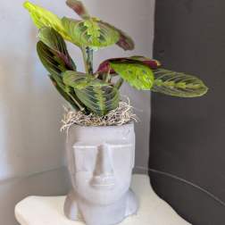Potted prayer plant in a face-shaped ceramic planter