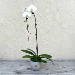 White orchid plant in a gray pot