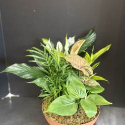 Mixed potted houseplants in a shallow terracotta bowl