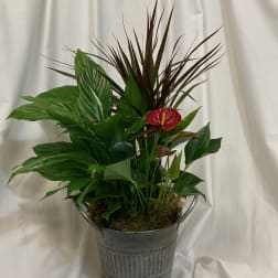 Potted tropical arrangement with red anthurium and broad green leaves in a metal bucket
