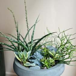 Assorted green and blue succulents in a round gray concrete planter on a pedestal
