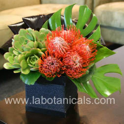 Succulent arrangement with orange pincushion flowers in a black square container