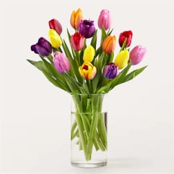 Spring Tulips