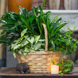Basket of assorted green houseplants with a small candle and rabbit figurine
