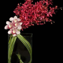 Pink orchids arranged in a tall glass vase with long green stems