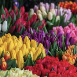 Rows of assorted tulips in yellow, red, purple, pink, orange, and white densely grouped together.