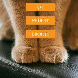 Close-up of a cat’s paws with the words CAT FRIENDLY BOUQUET