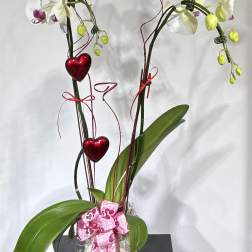 White orchid plant in a pot with pink ribbon and red heart ornaments