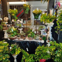 Assorted potted plants and greenery arranged on display tables