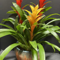 Potted bromeliad with red and yellow blooms
