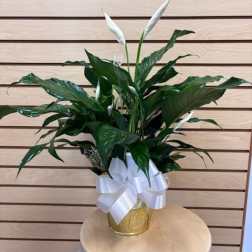 6" Peace Lily wrapped in paper